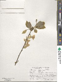 Halesia carolina image