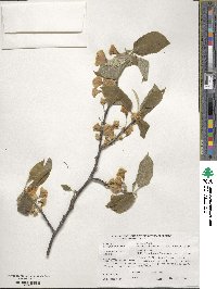 Halesia carolina image