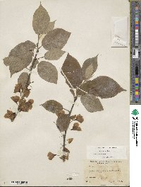 Halesia carolina image