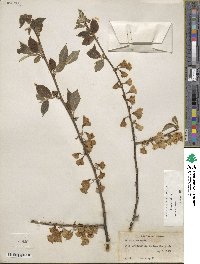 Halesia carolina image