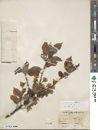 Halesia carolina image