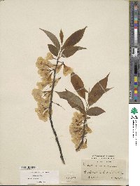 Halesia carolina image