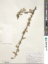 Halesia carolina image