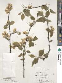 Halesia carolina image