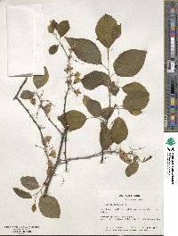 Halesia carolina image