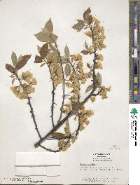 Halesia carolina image