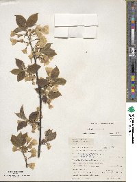 Halesia carolina image