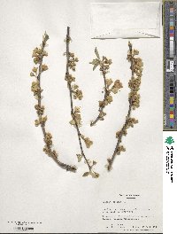 Halesia carolina image