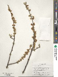 Halesia carolina image