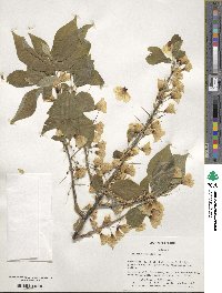 Halesia carolina image