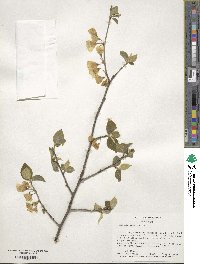 Halesia carolina image