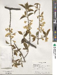 Halesia carolina image