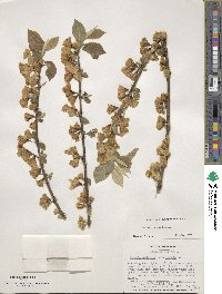 Halesia carolina image