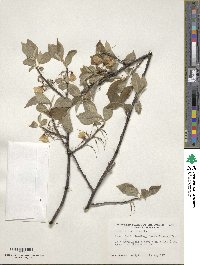 Halesia carolina image