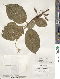 Halesia diptera image