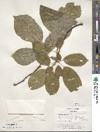 Halesia diptera image