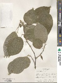 Halesia diptera image