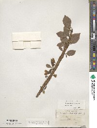 Halesia diptera image