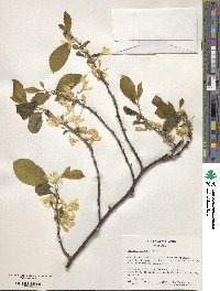 Halesia diptera image