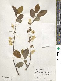 Halesia diptera image