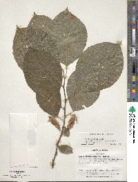 Halesia diptera image