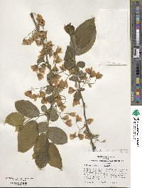 Halesia diptera image