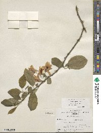 Halesia diptera image