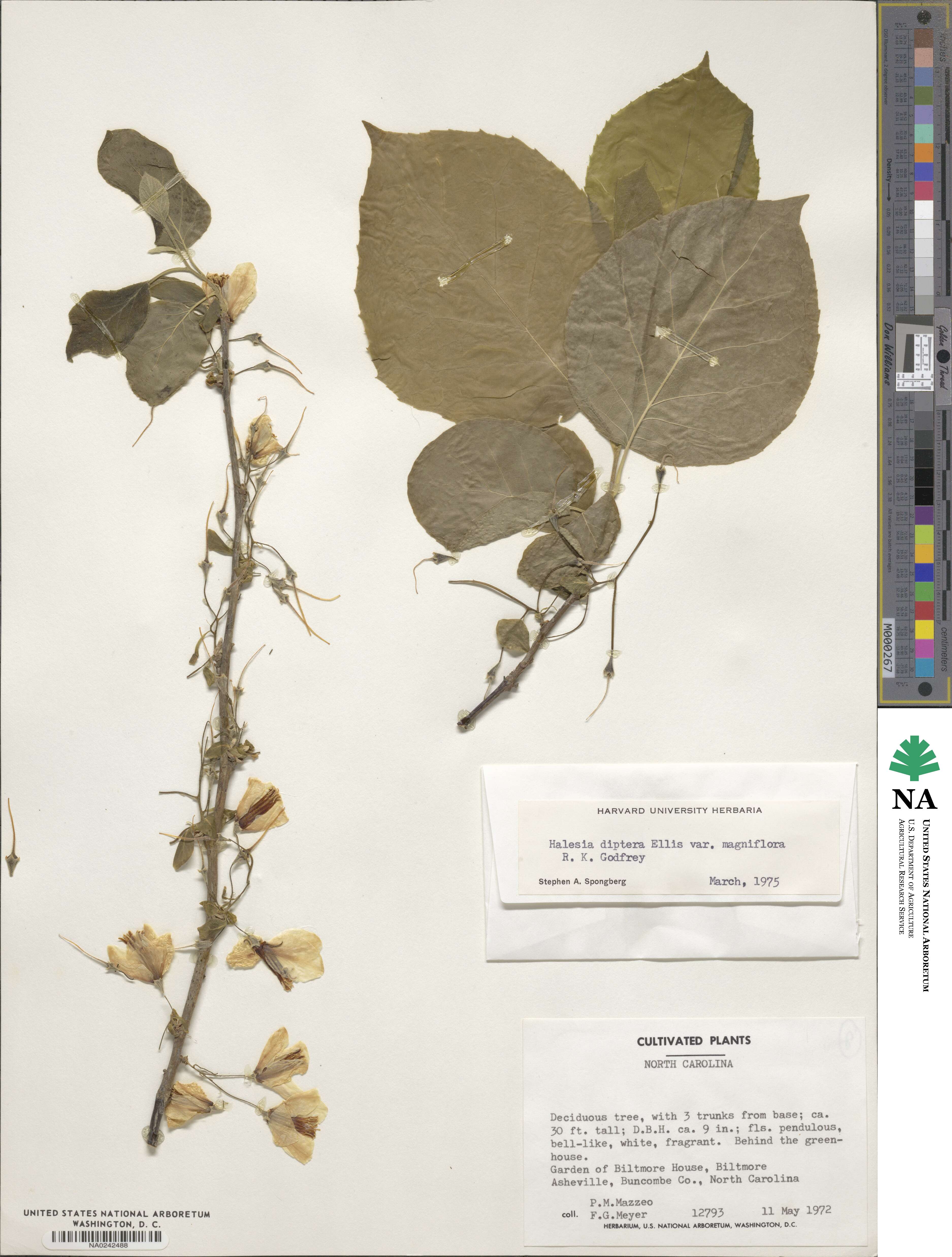 Halesia diptera image