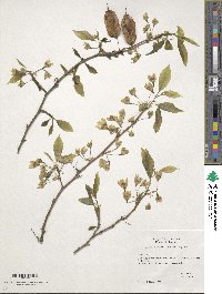 Halesia tetraptera var. monticola image