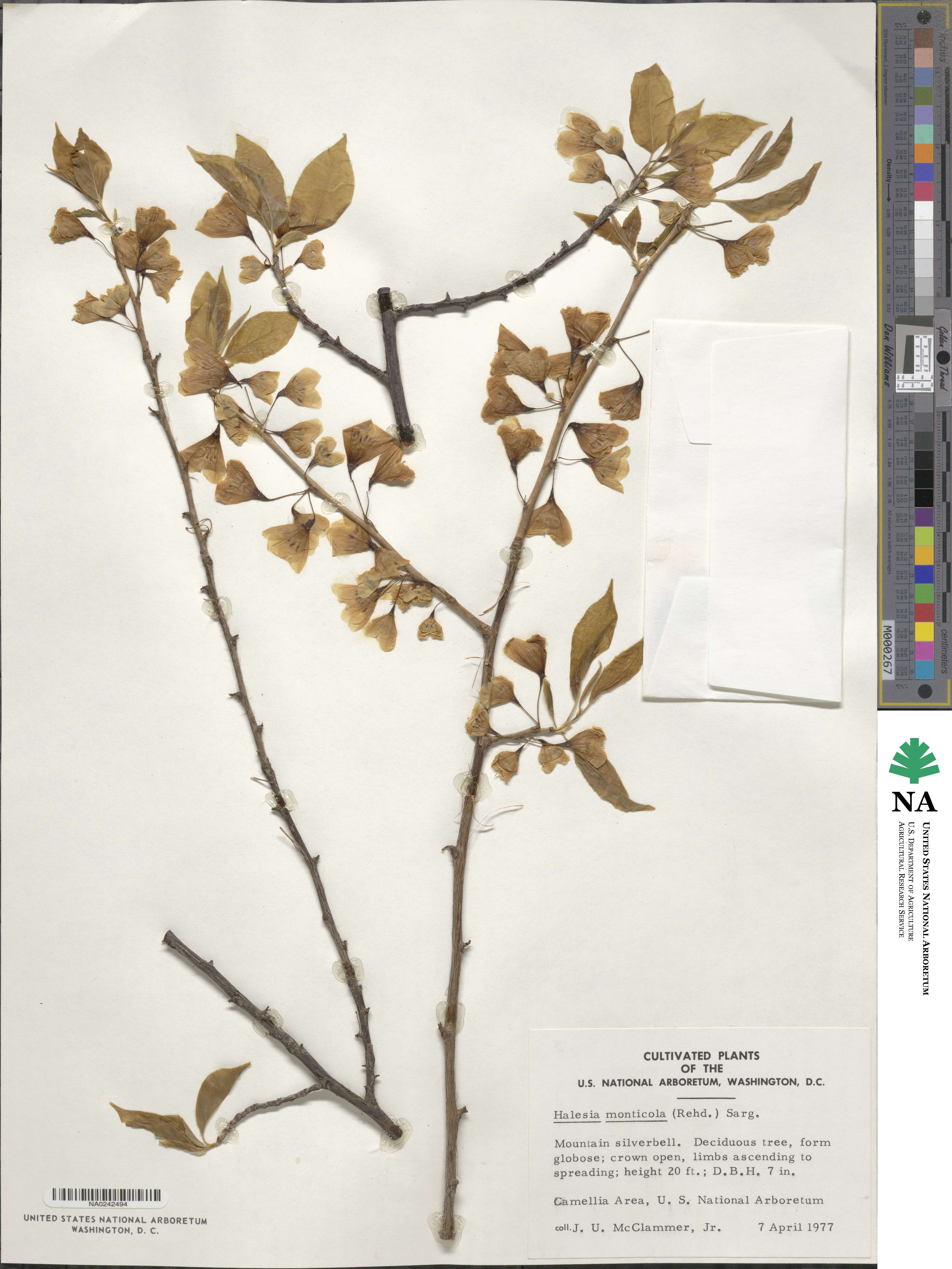 Halesia tetraptera image