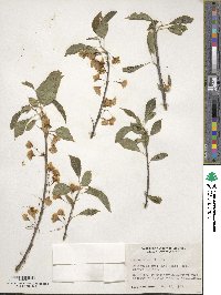 Halesia tetraptera var. monticola image