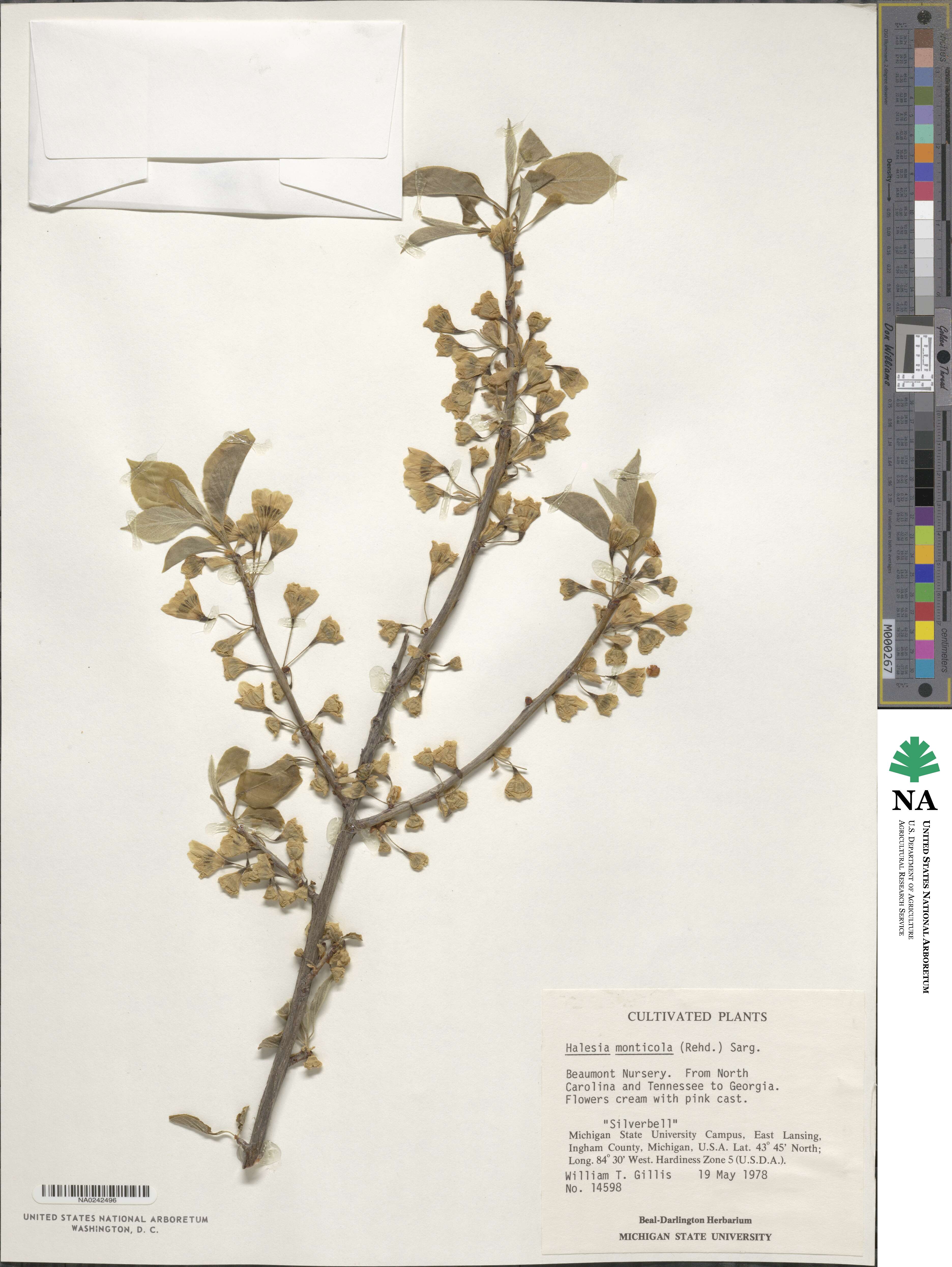 Halesia tetraptera image