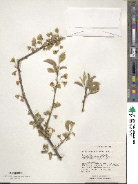 Halesia tetraptera var. monticola image