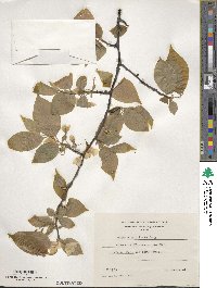 Halesia tetraptera image