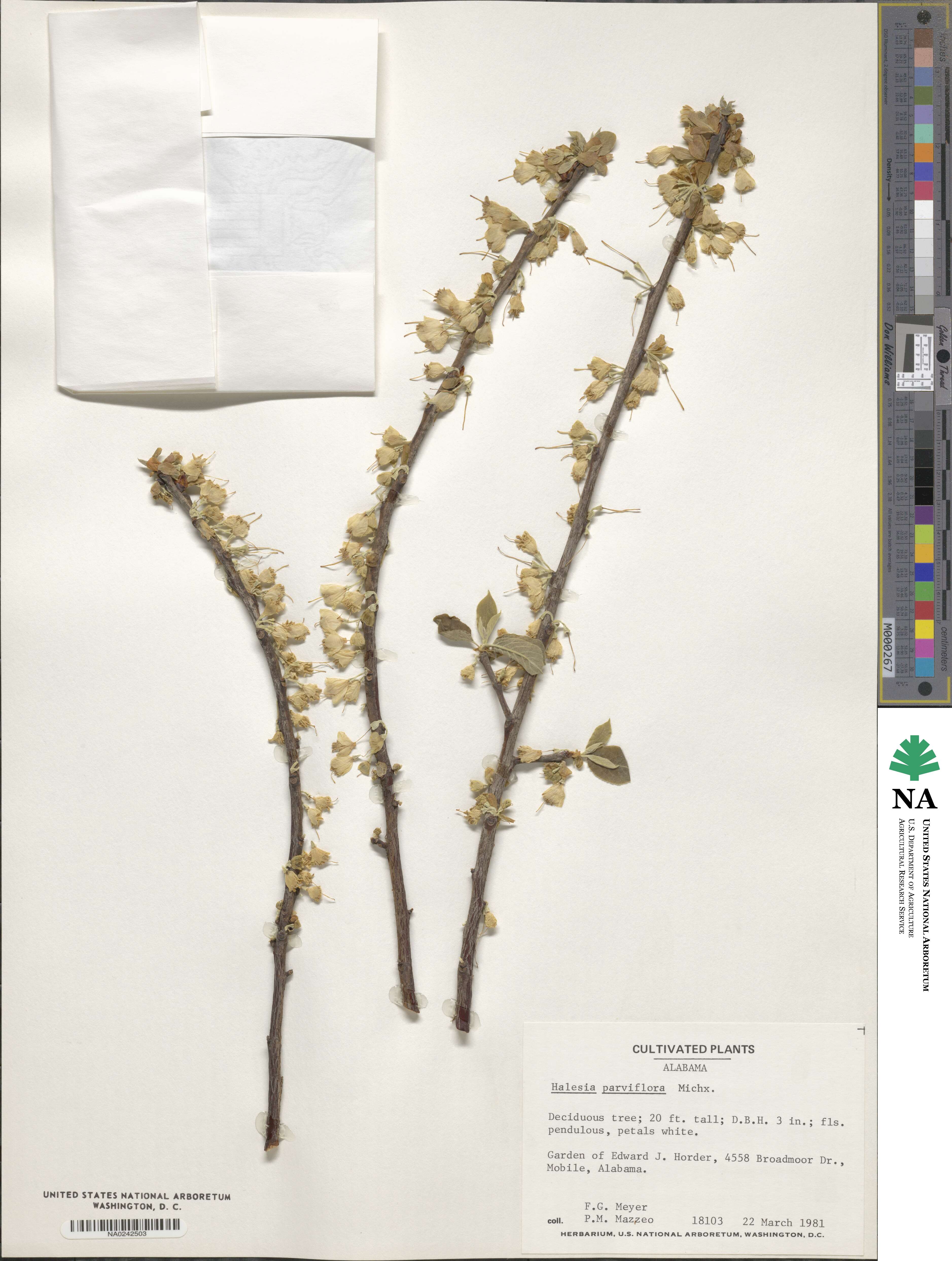 Halesia parviflora image