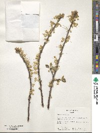 Halesia parviflora image