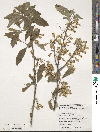 Halesia tetraptera image