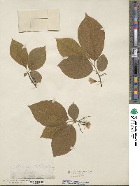 Halesia tetraptera image