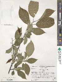 Halesia tetraptera image