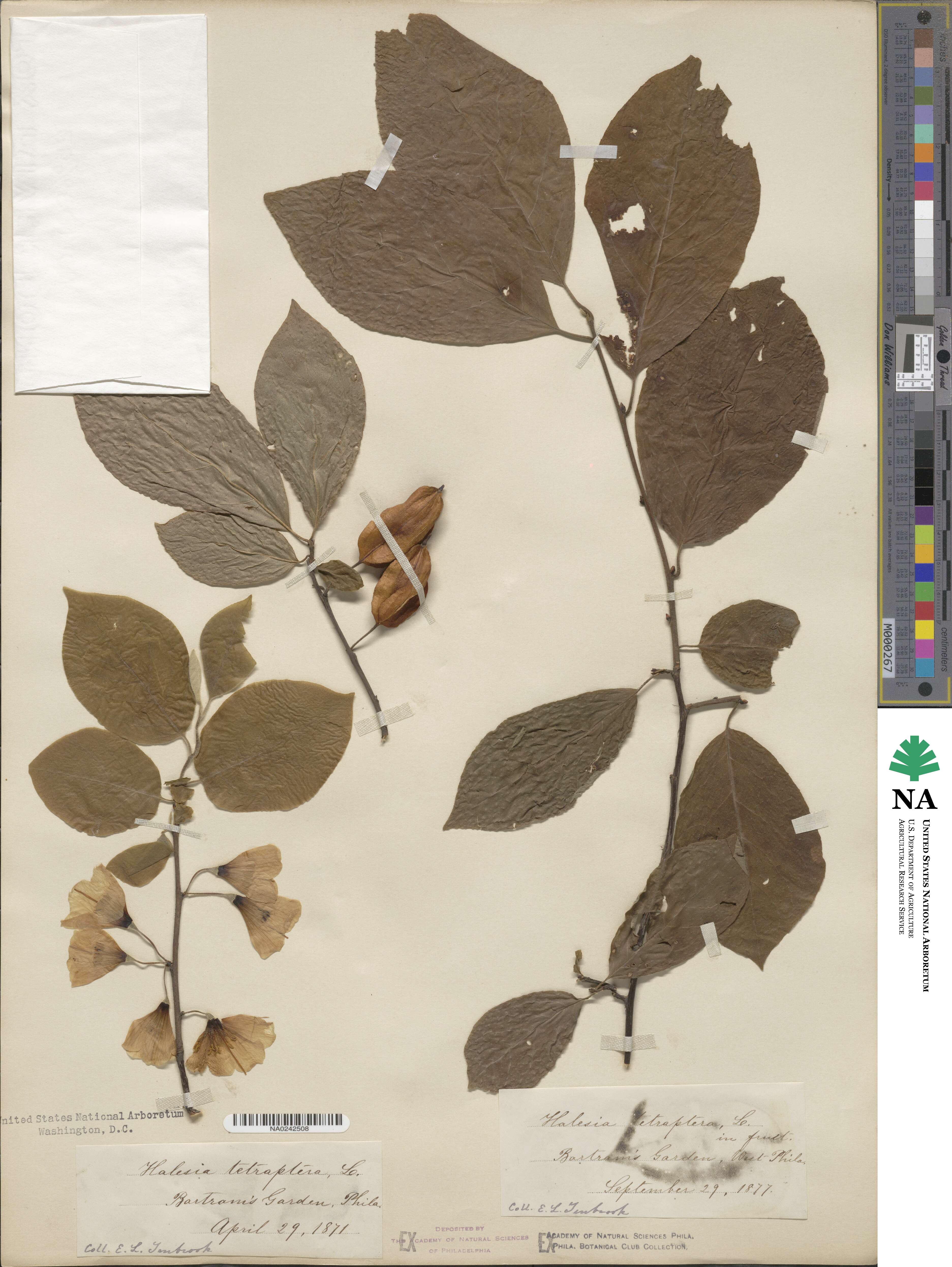 Halesia tetraptera image