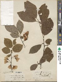 Halesia tetraptera image