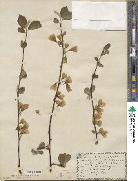 Halesia tetraptera image