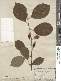 Halesia tetraptera image