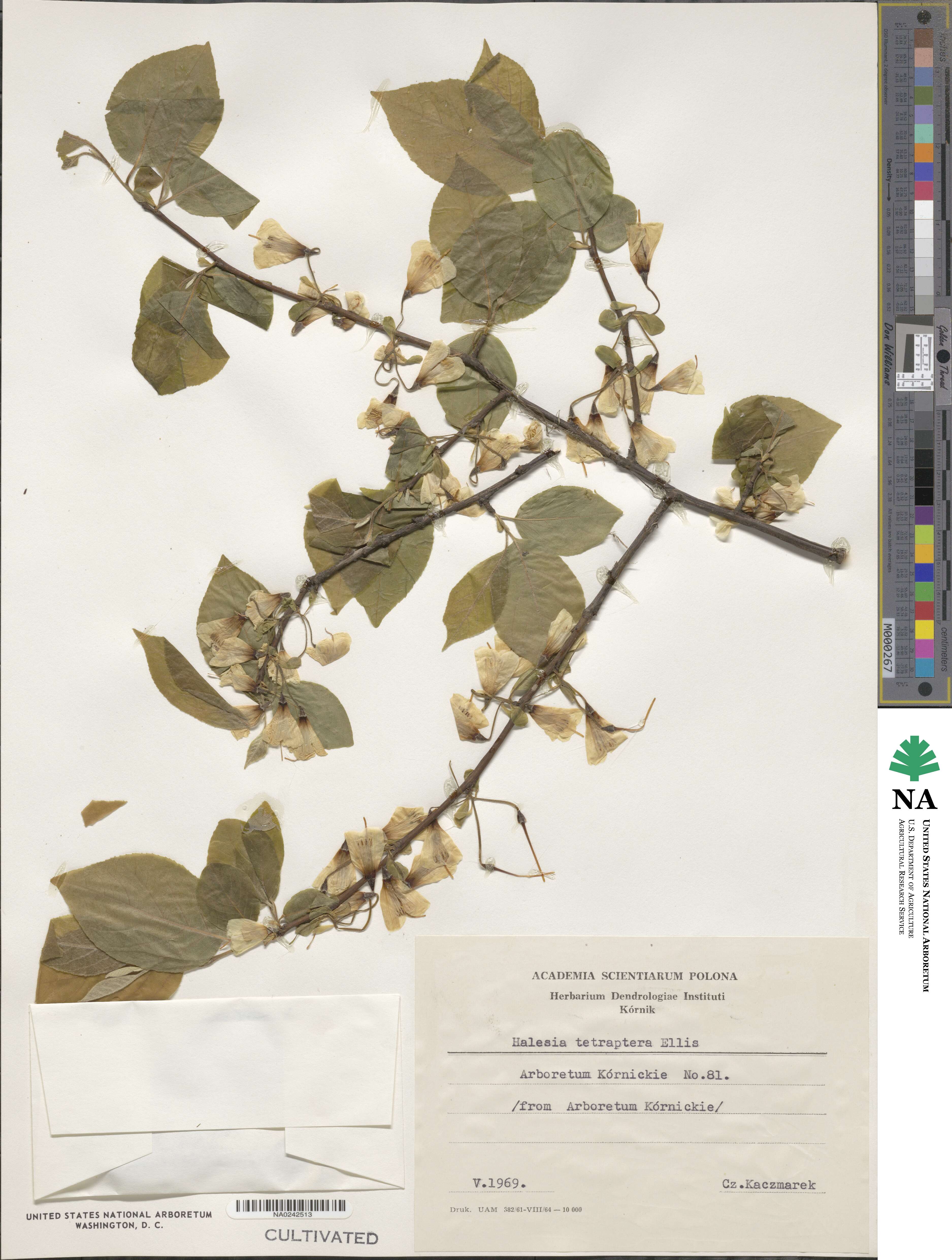 Halesia tetraptera image