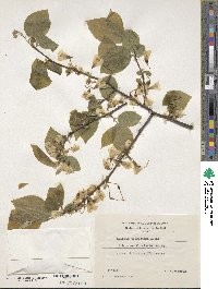 Halesia tetraptera image