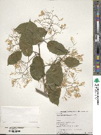 Pterostyrax corymbosus image