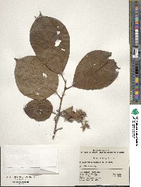 Pterostyrax corymbosus image