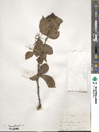 Pterostyrax corymbosus image