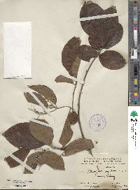 Pterostyrax corymbosus image