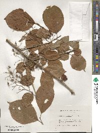 Pterostyrax corymbosus image